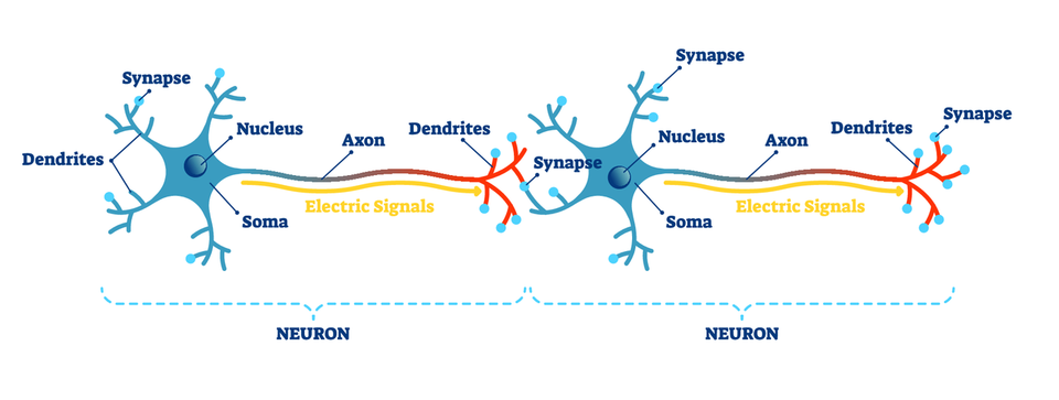 neuron